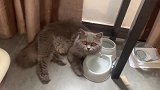 我的猫到底是怎么了，有懂猫语的小伙伴吗，难道醉翁之意不在水？