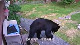 黑熊闯入农户家，下一秒突然哀嚎一声掉头就跑，放慢镜头发现真相