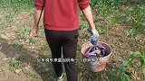 今天去粉丝家拿韭菜种，大姐很热情的招待阿妹，还带阿妹去学织帽