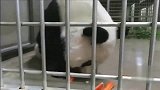 小小一根胡萝卜，熊猫旦旦拿在手里不舍得吃，乖巧得让人心疼