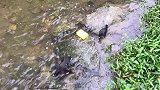两只爱洗澡的八哥鸟，不打水给它洗澡就自己来河边洗，太爱干净了