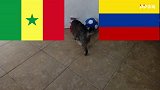 鬼畜猫咪无责任预测世界杯 哥伦比亚将战胜塞内加尔出线