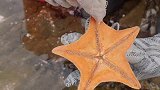 乡村生活：扇贝好鲜活，在海水里打开嘴巴就能看到它的肉
