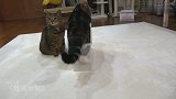 大肥猫用行动告诉你，猫是液体做的，再小的盒子猫都能进去
