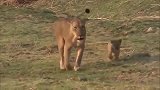野狗群想要猎杀小狮子，还得先经过母狮这关！