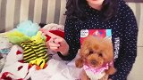 狗狗的T台秀，太有范儿啦！