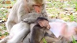 猴子眼神坚毅，目标明确