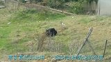 把50只比特犬，放到非洲草原上，它们能不能成为草原上的霸主