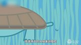 看完这个视频你会知道，乌龟还能用屁股干这种事