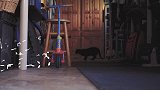 黑猫紧紧抓住沙发，任由主人揉来揉去，真可爱！