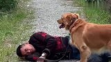 男主晕倒在回家的路上，狗狗忠心护主吓跑坏人，太厉害了