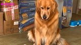 养一只能听懂人话的金毛是什么体验，看完这个你就懂了