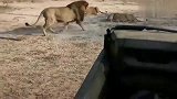 动物世界狮王的震慑力真强，还没动手母狮就害怕的俯卧在地上！