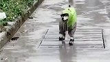 狗子：下雨天只能这样出去玩了