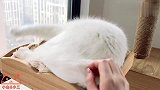 假期陪猫，还是猫陪你？小白一直在撒娇卖萌