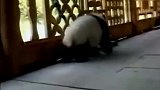 村民捡到野生大熊猫宝宝，这宝宝简直无法无天了！