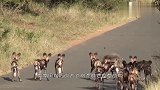 饥饿的鬣狗单挑一只河马,河马却一动不动,这是什么原因