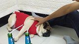 巴哥犬不胜酒力，喝点啤酒就“睡死”了，结局笑死人不偿命