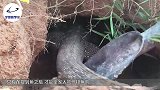 小孩抓到“似蛇”生物，大人看到扭头就跑，这是什么生物？