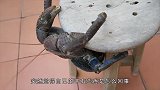 小伙测试椰子蟹的咬合力，这个东西都能咬坏，看完一阵后怕