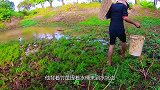 男子水坑捞鱼，成功捕捉超大鲶鱼，这下发财了