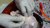 韩国小店，当地特色烤鸡，里面塞点香米特别好吃
