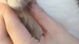 你们家狗都是这样吗？