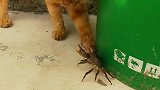 橘猫手贱去拍打螃蟹，结果被夹的哇哇叫，不作就不会死