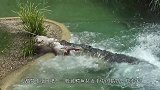 野猪正在觅食，鳄鱼突然蹿出来攻击野猪，接下来鳄鱼后悔了