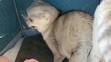 团子一家都是猫才，老三又把孩子叼丢了一个，叼来叼去也不嫌累