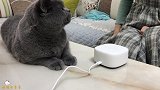 当绝育小公猫听到猫发情的叫声，顿时慌了：谁在叫？