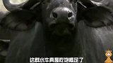 顶架的水牛不知道已被狮群盯上，打败的水牛将面对狮群围攻