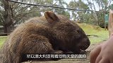 澳大利亚最残暴的动物，见什么杀什么，导致多种动物灭绝！