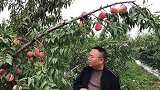 日本引进的晚熟桃西王母，十月成熟可挂果一个月，清脆甘甜来看下