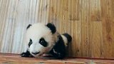 “蓉宝”原型—大熊猫“芝麻”的成长故事