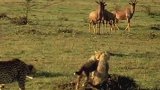 鬣狗是猎豹的威胁，抢走了捕获的食物，还伤害小猎豹(1)