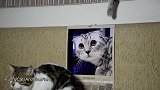 望着自己照片的猫咪，这呆萌的样子，好有趣呢！