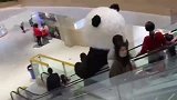 乖乖坐电梯的熊猫，脑瓜子碰的嗡嗡的，太萌了！