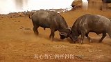 800斤野牛为争王位，殊死搏斗生死不论，镜头记录激战全过程