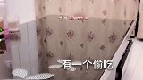 主人想偷拍泰迪偷吃的证据，结果被发现了