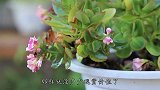长寿花瘦骨嶙峋？2个细节照顾好，教你几招1年成老桩