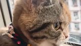激动的心颤抖的嘴，猫咪吓的直蹬腿！