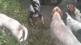 野猪被这么多猎犬围着骂，已经蒙圈了