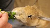 可爱的小兔子吃东西，萌化了