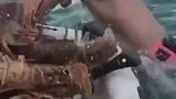 潜水员小哥哥第一次潜水，就捕捉到这么多龙虾，这下够吃一个月了