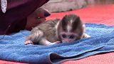 刚出生5天的猴子宝宝，因为喝不惯牛奶大发脾气，像极了熊孩子