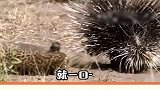 哈哈哈哈豹子：我太难了