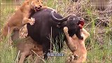 五只母狮猎杀水牛，水牛尖锐的犄角刺穿了母狮的身体，结果很意外