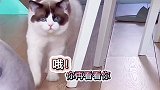 瘦子一直在运动，胖子总给自己找借口萌宠出道计划萌宠猫