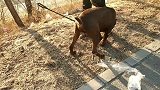 看看比特犬和卡斯罗混血的狗狗长啥样，身材像卡斯罗，毛色像比特
